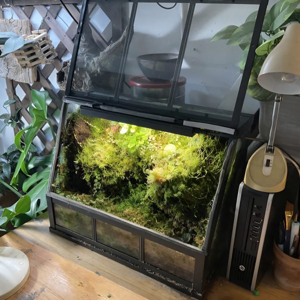 immagine di una serra akerbar trasformata in terrario